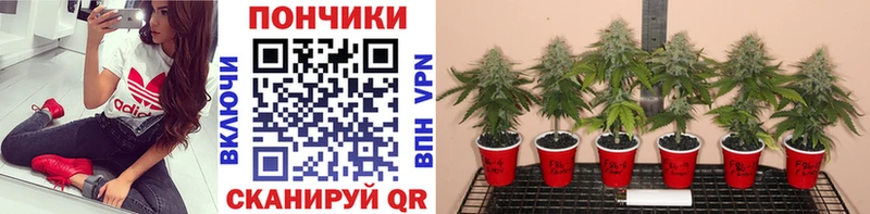 hydra tor Болотное Бошки Шишки семена